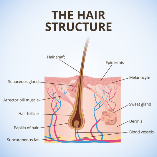 The Future of Follicle Health: Why This Advanced Bio-Active Scalp Serum is the 2026 Breakthrough